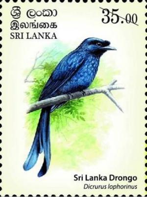Colnect-4611-316-Sri-Lanka-Drongo-Dicrurus-lophorinus.jpg