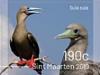 Colnect-5931-517-Birds-of-Sint-Maarten.jpg