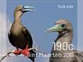 Colnect-5931-517-Birds-of-Sint-Maarten.jpg