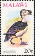 Colnect-864-254-African-Comb-Duck-Sarkidiornis-melanotos.jpg
