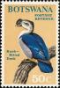 Colnect-597-716-Knob-billed-Duck-Sarcidiornis-melanotos.jpg