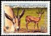 Colnect-1648-472-Slender-horned-Gazelle-Gazella-leptoceros.jpg