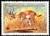 Colnect-1648-473-Slender-horned-Gazelle-Gazella-leptoceros.jpg