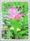 Colnect-2461-103-Wild-Flowers-of-Bhutan.jpg