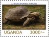 Colnect-3053-191-African-Spurred-Tortoise-Geochelone-sulcata.jpg