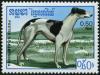 Colnect-3627-949-Greyhound-Canis-lupus-familiaris.jpg