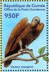 Colnect-3813-943-White-rumped-Vulture-Gyps-bengalensis.jpg