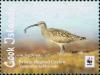 Colnect-4640-176-Brislte-Thighed-Curlew-Numenius-tahitiensis.jpg