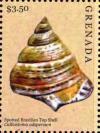 Colnect-6020-981-Spotted-Brazilian-top-shell.jpg