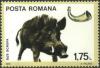 Colnect-620-527-Wild-boar-Sus-scrofa.jpg