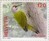 Colnect-693-068-Grey-faced-Woodpecker-Picus-canus.jpg