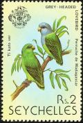 Colnect-1721-620-Grey-headed-Lovebird-Agapornis-canus.jpg