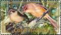 Colnect-1757-221-Cook-Islands-Reed-Warbler-Acrocephalus-kerearako.jpg