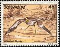 Colnect-597-750-African-Wattled-Lapwing-Afribyx-senegallus-.jpg