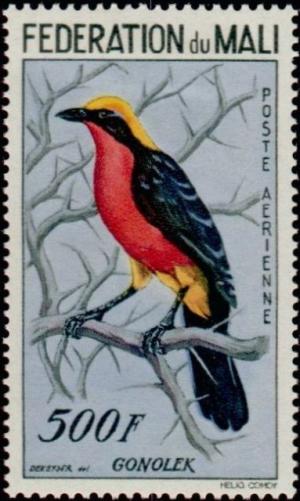 Colnect-1049-713-Yellow-crowned-Gonolek-Laniarius-barbarus.jpg