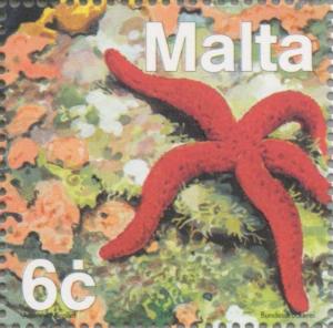Colnect-131-358-Mediterranean-Red-Sea-Star-Echinaster-sepositus.jpg