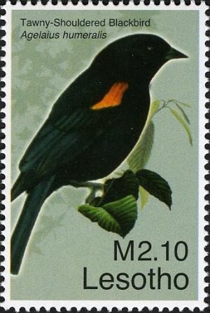 Colnect-1618-695-Tawny-shouldered-Blackbird-Agelaius-humeralis.jpg