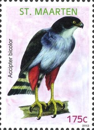 Colnect-2624-033-Bicoloured-Hawk-Accipiter-bicolor.jpg