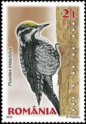 Colnect-3453-861-Eurasian-three-toed-woodpecker-Picoides-tridactylus.jpg