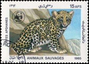 Colnect-3582-661-Leopard-cub-Panthera-pardus.jpg