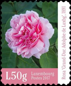 Colnect-4565-481-Rosa-of-Grand-Duke-Adolphe-of-Luxembourg.jpg