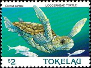 Colnect-4596-369-Loggerhead-Turtle-Caretta-caretta.jpg