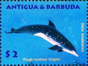 Colnect-5942-681-Rough-toothed-Dolphin-Steno-bredanensis.jpg