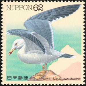 Colnect-608-828-Black-tailed-Gull-Larus-crassirostris.jpg
