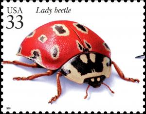 Colnect-6151-021-Eye-spotted-Lady-Beetle-Anatis-mali.jpg