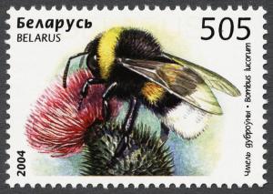 Colnect-858-104-White-tailed-Bumblebee-Bombus-lucorum.jpg