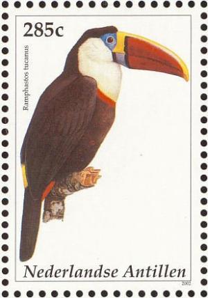 Colnect-965-457-White-throated-Toucan%C2%A0Ramphastos-tucanus.jpg