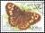 Colnect-3524-563-Speckled-Wood-Butterfly-Pararge-aegeria.jpg