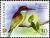 Colnect-614-042-Blue-throated-Bee-eater-Merops-viridis-.jpg