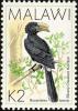 Colnect-864-300-Silvery-cheeked-Hornbill-Bycanistes-brevis.jpg