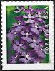 Colnect-6782-374-Greater-Purple-Fringed-Bog-Orchid-Platanthera-grandiflora.jpg