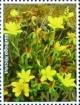 Colnect-2461-105-Wild-Flowers-of-Bhutan.jpg