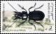 Colnect-4169-085-Sabre-toothed-Beetle-Scarites-guineensis.jpg