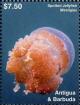 Colnect-6446-213-Spotted-Jellyfish-Mastigias.jpg