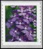 Colnect-6781-835-Greater-Purple-Fringed-Bog-Orchid-Platanthera-grandiflora.jpg