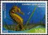 Colnect-3862-025-Long-snouted-Seahorse-Hippocampus-guttulatus.jpg