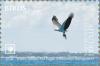 Colnect-5684-874-White-bellied-Sea-Eagle-Haliaeetus-leucogaster.jpg