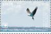 Colnect-5684-875-White-bellied-Sea-Eagle-Haliaeetus-leucogaster.jpg