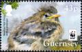 Colnect-4423-354-Meadow-Pipit-Chick.jpg