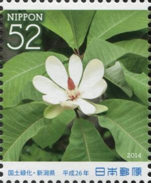 Colnect-3047-086-Japanese-Bigleaf-Magnolia-Magnolia-obovata.jpg