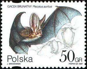 Colnect-3941-389-Brown-Long-eared-Bat-Plecotus-auritus.jpg