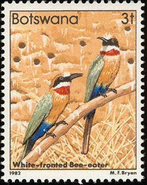 Colnect-597-737-White-fronted-Bee-eater-Melittophagus-bullockoides.jpg