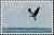 Colnect-5684-873-White-bellied-Sea-Eagle-Haliaeetus-leucogaster.jpg