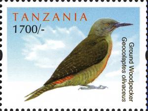 Colnect-2425-929-Ground-Woodpecker-Geocolaptes-olivaceus.jpg