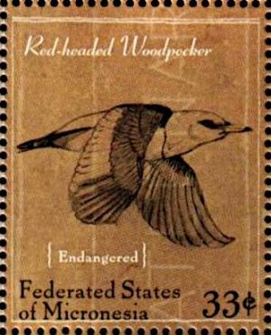 Colnect-5591-905-Red-headed-Woodpecker-Melanerpes-erythrocephalus.jpg