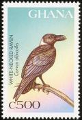 Colnect-1718-840-White-necked-Raven-Corvus-albicollis.jpg